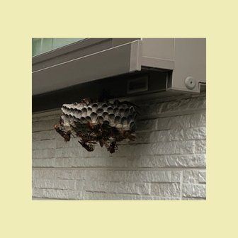 窓サッシの真下に蜂の巣があり１０匹ぐらいアシナガバチがいる写真