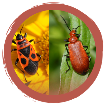 Käfer oder Wanze? Quizzt mit!