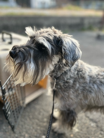 ケージに入るのを嫌がる犬