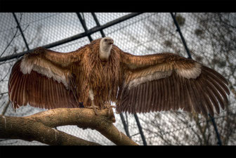 Thomas Wild: The Vulture -Zoo Dresden