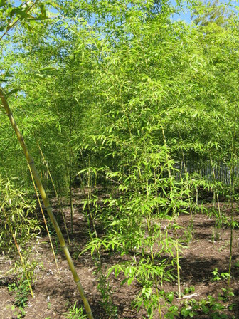 « Phyllostachys aurea3 » par I, KENPEI. Sous licence CC BY-SA 3.0 via Wikimedia Commons - https://commons.wikimedia.org/wiki/File:Phyllostachys_aurea3.jpg#/media/File:Phyllostachys_aurea3.jpg