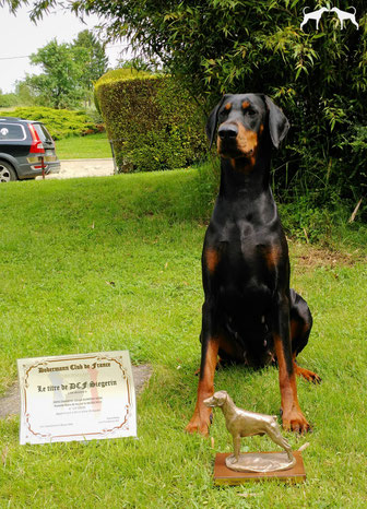 Ch. Idess Daahony Della Guardia Nera - DCF Siegerin 2016