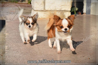 elevage de chihuahuas