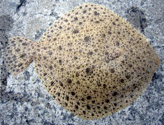 Turbot : on voit la magnifique robe qui s'adapte constament au substrat