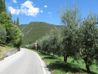 Pinien, Zypressen und die ersten Olivenbäume!