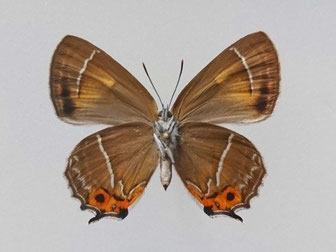 斑紋異常 - f-h-i-butterfliesandfish ページ！