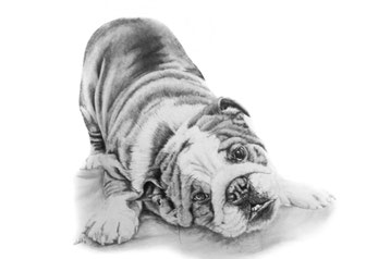 Englische Bulldogge - Welpe