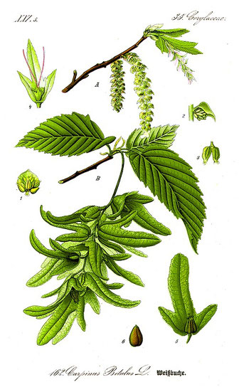 Historische botanische Zeichnung der Hainbuche (Carpinus betulus) mit gezähnten Blättern, hängenden Blütenkätzchen und geflügelten Samen.