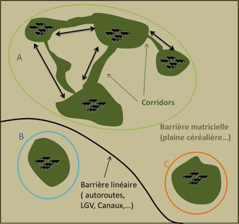 Shéma général montrant l'isolement de populations animales séparées par des barrières ou la connexion des populations par des corridors