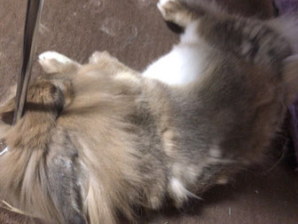 テーブルの下で寝るウサギ
