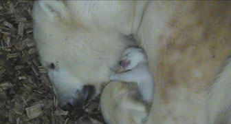 Das kleine Eisbären-Baby mit Mama Giovanna am 6.12. (Foto: Münchener Tierpark Hellabrunn AG)