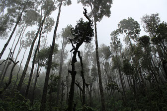 Unverzichtbar für das Weltklima und Schutzmaßnahmen gefordert: der Regenwald (Foto: pixabay.com / Pexels)
