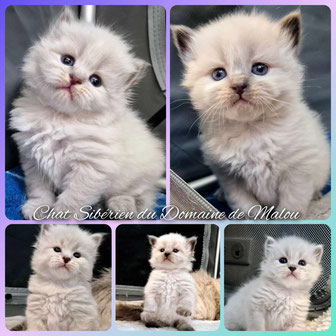 chat siberien Toulouse