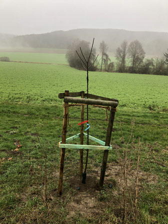 Junger Apfelbaum mit Schutz aus Holzlatten auf einer Wiese