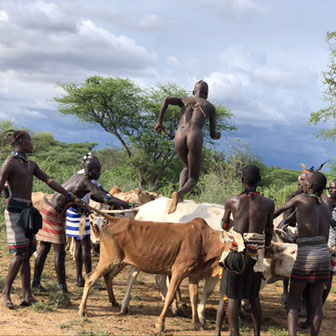 церемония Bull Jumping в Долине Омо