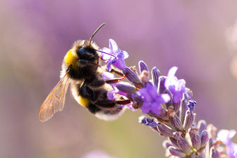 Lavendel, Biene, Bienenweide, Würzkraut, Duftpflanze