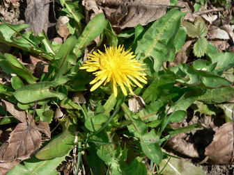 Löwenzahn, Bitterstoffe, gesundes Lebensmittel, essbare Wildkräuter, Kräuterapotheke