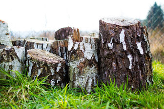 Birke, Holz, Stamm, Baum, Birkenzucker, Xylitol