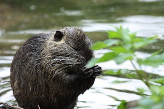 Nutria putzt sich Nase