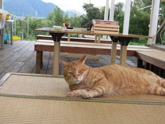 農園の猫、大事に飼っています。とてもいい猫、トラ大好き！