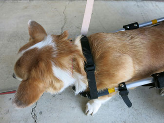 犬の車椅子　犬用車椅子　犬の車いす　犬用車いす　犬の車イス　犬用車イス　歩行器　ドッグカート　犬　車椅子