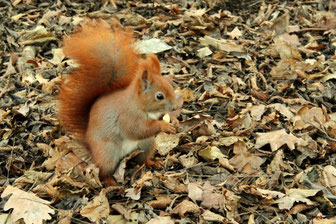 Eichhörnchen und andere Tiere werden durch die Knallerei im Schlaf oder gar in der Winterruhe gestört, geraten in Panik, verbrauchen wertvolle Energie und können sich verletzen, einige werden direkt von Feuerwerkskörpern schwer verletzt. Foto: Dani Hönig