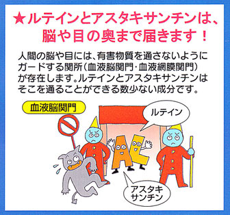 目と脳には血液網膜関門と血液脳関門があり、ルテインとアスタキサンチンはそこを通過できる数少ない成分です。