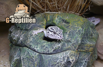 Leopardgecko Terrarium Wet-Box Wetbox feuchte Höhle Versteck