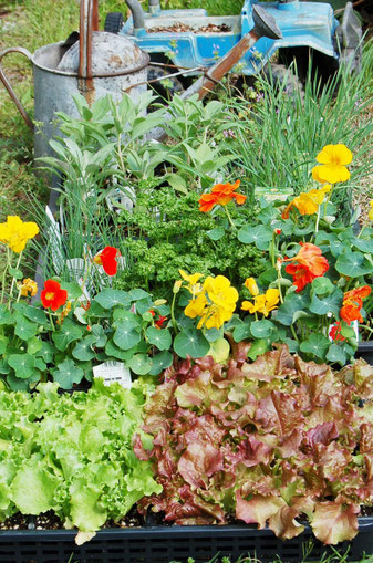 春のガーデン キッチンガーデン Garden 庭の教室