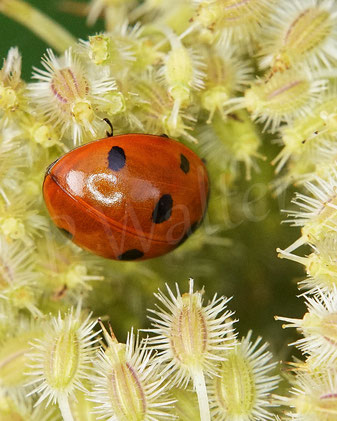 Bild: Siebenpunkt-Marienkäfer, Coccinella septempunctata, Käfer, Coleoptera, Wilde Möhre, Daucus carota subsp. carota, Doldenblütler, Apiaceae