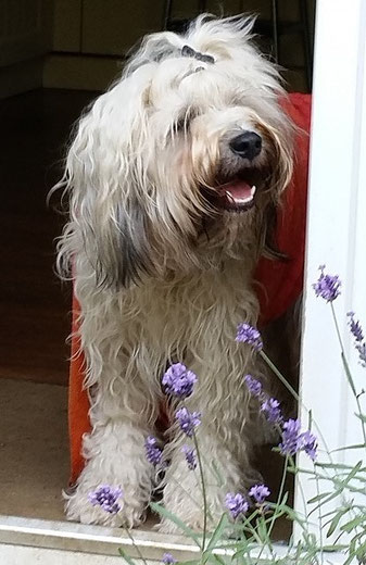 Fiona und ein Hauch von Provence