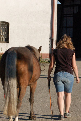 Tod des ersten eigenen Pferdes