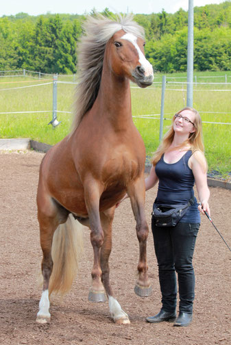 Mein erstes eigenes Pferd - endlich Pferdebesitzer