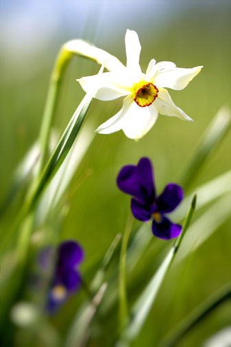 La floraison a lieu de mars à juin, les fleurs étant de couleur blanche ou jaune selon les espèces