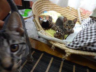猫ちゃんのお写真、撮るの難しいです!すみません( ;∀;)