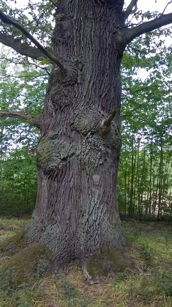 Eiche am Schlosspark in Sacrow in Potsdam