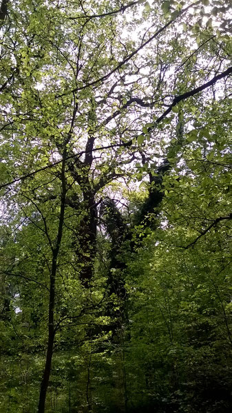 Zwiesel-Eiche westlich des Weinmeisterweges in Sacrow in Potsdam