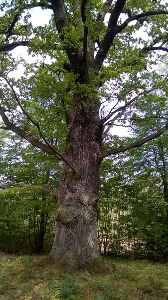 Eiche am Schlosspark in Sacrow in Potsdam