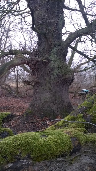 Eiche in den Elbauen bei Dessau in den Mückenbergen