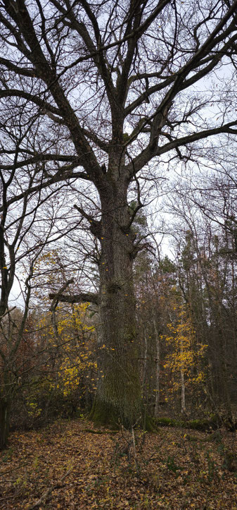 Eiche bei Bösenbechhofen