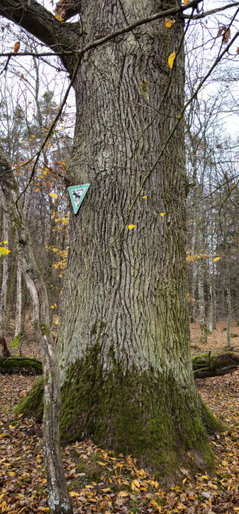 Eiche bei Bösenbechhofen
