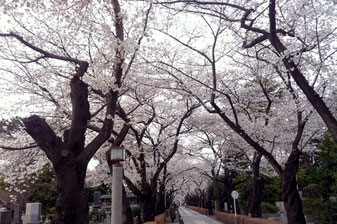 JPさん：東京都港区・青山墓地
