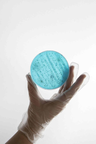 Petrischale mit Blauer Testsubstanz und Streifen von gebildeten Bakterien o.ä. Biozidwirkstoffe sollen in Biozidprodukten z.B. die Bildung von Schleimen verbindern. Näheres in der Biozidprodukte Verordnung (EU) 528/2012
