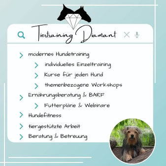 Infografik von Tiertraining Diamant mit offiziellem Logo und dem Dackel‑Terrier‑Mischling der ausgebildeten Tierexpertin, welche die Schwerpunkte und den USP des holistic approach der Hundeschule mit Homebase in Salzburg Stadt präsentiert