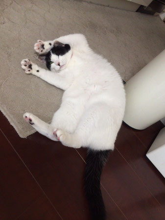 こんな可愛いポーズも♡みーこちゃん♪