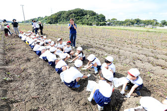 幼保連携型認定こども園 大浜幼稚園 千葉県 船橋市 薬円台 年間の主な行事について 秋 さつまいもほり