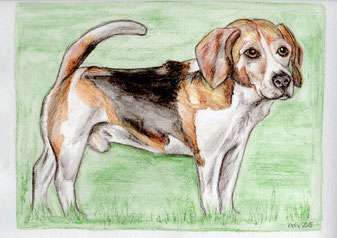 Sammy, Beagle, Aquarellfarbstifte, Zeichnung