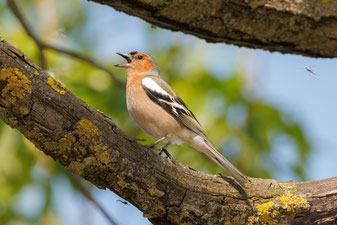 Buchfink: Andreas Hartl (LBV Bildarchiv)