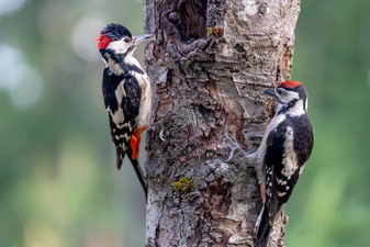 Buntspecht: Ansgar Forster (LBV Bildarchiv)