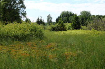 Niedermoor: Eberhard Pfeuffer (LBV Bildarchiv)